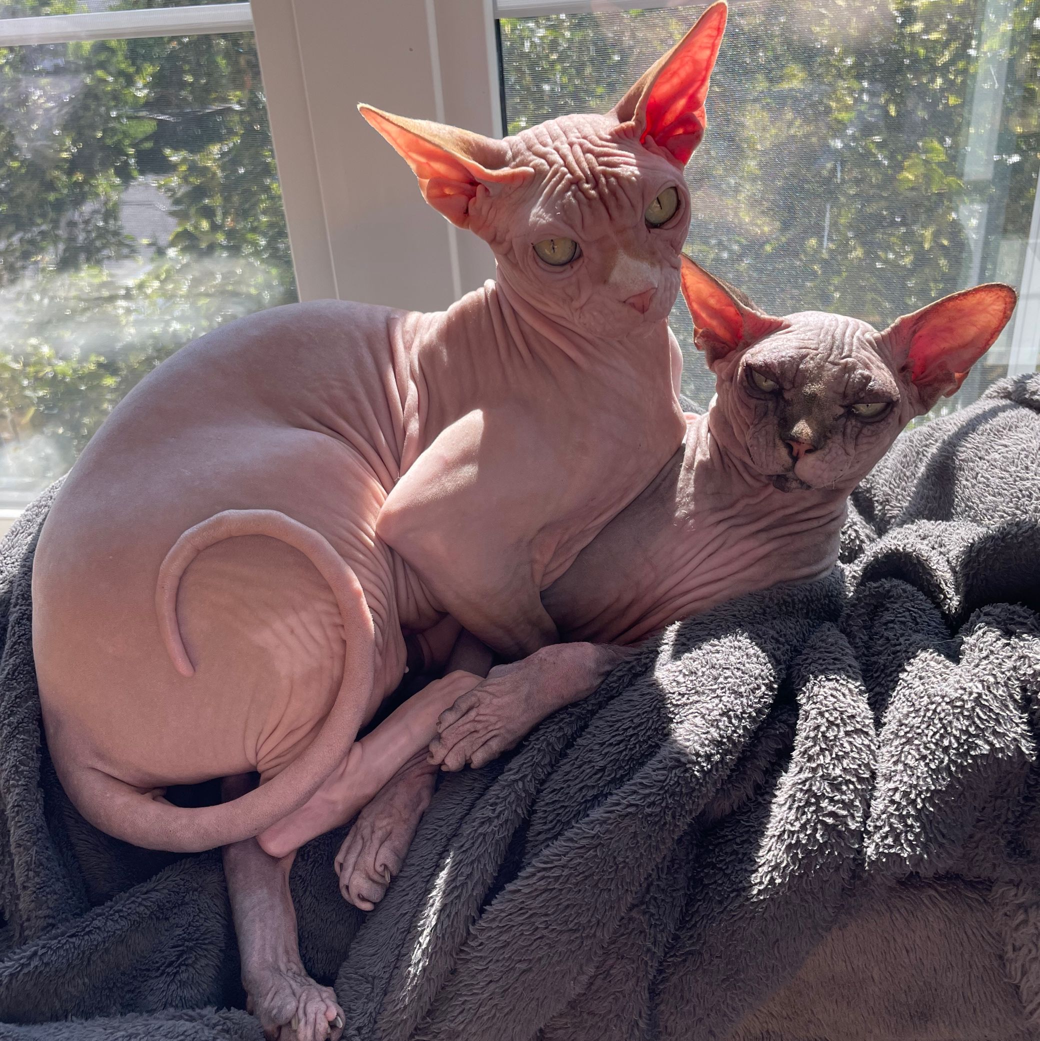 Picture of my cats