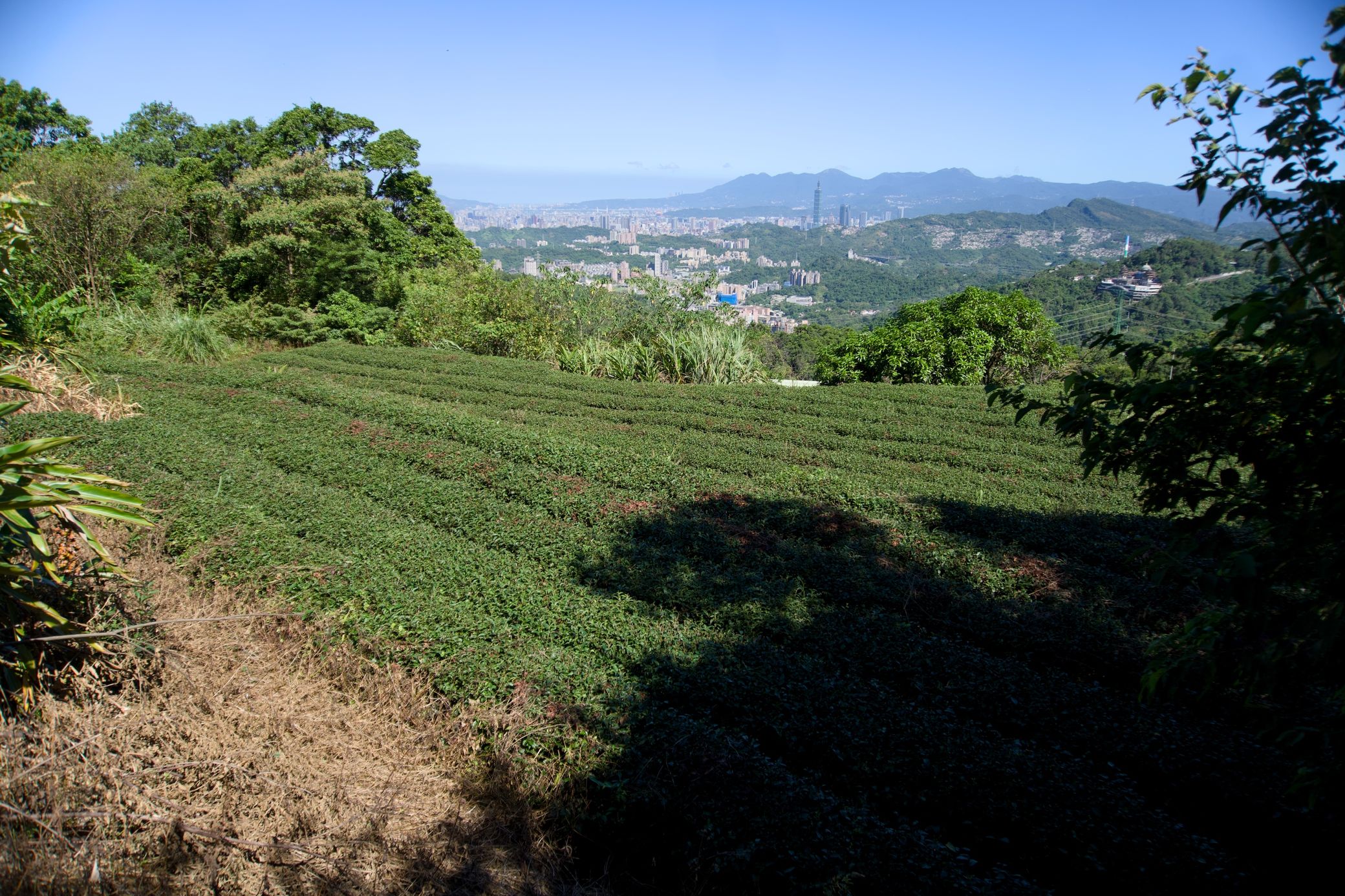 Tea field and Taipei